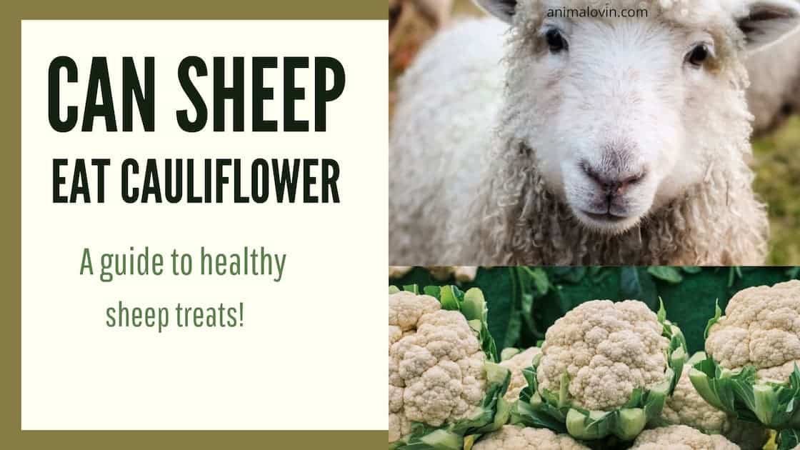 Can Sheep Eat Cauliflower?