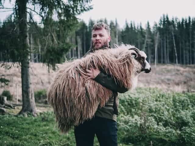 A shepherd carrying sheep