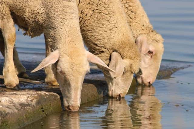 sheep drinking still water