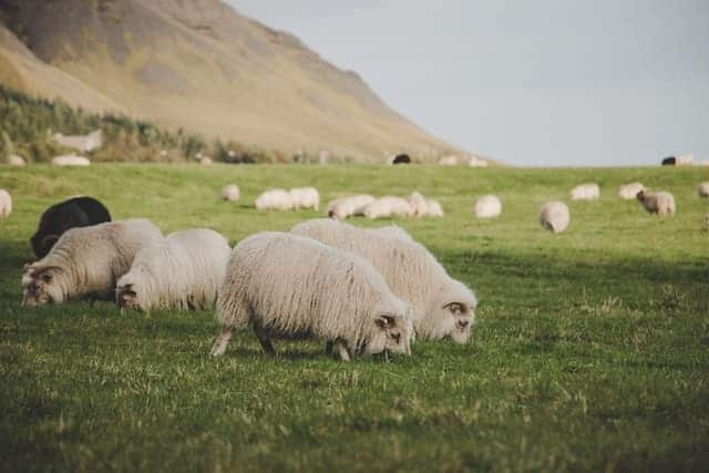 Icelandic sheep grazing in open fields