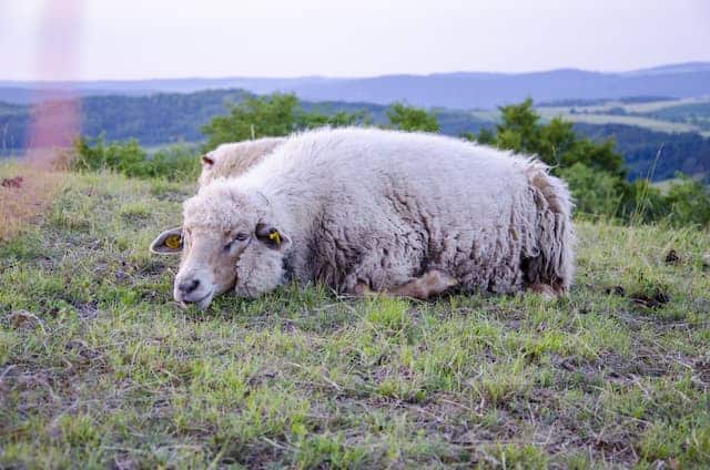 Pregnant sheep lying down