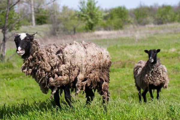 A sheep with dirty wool that has a wet patch