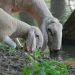 Ways To Treat Heat Stress In Sheep