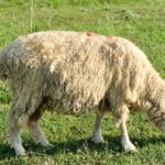 How To Treat Maggots In Sheep?