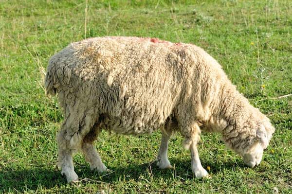 How To Treat Maggots In Sheep?